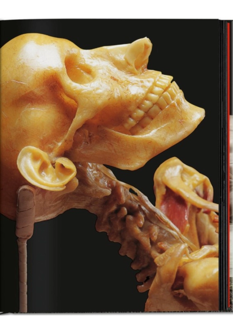 ANATOMICAL WAXES. 45TH ED. - 2