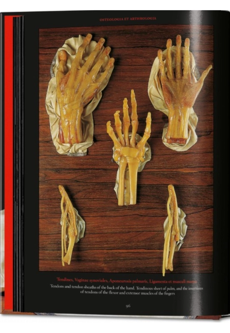 ANATOMICAL WAXES. 45TH ED. - 3