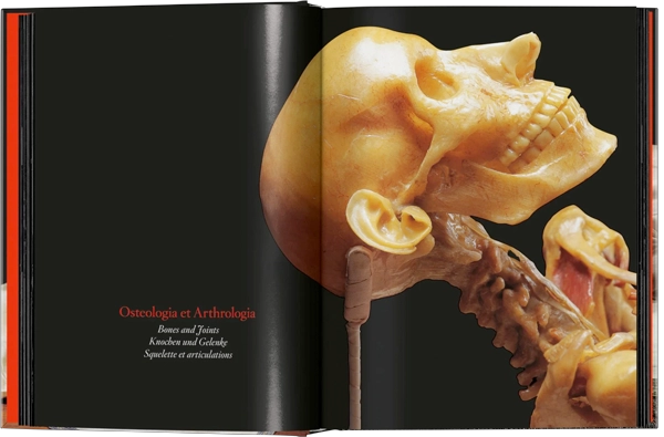 ANATOMICAL WAXES. 45TH ED. - 8
