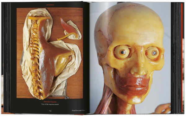 ANATOMICAL WAXES. 45TH ED. - 9