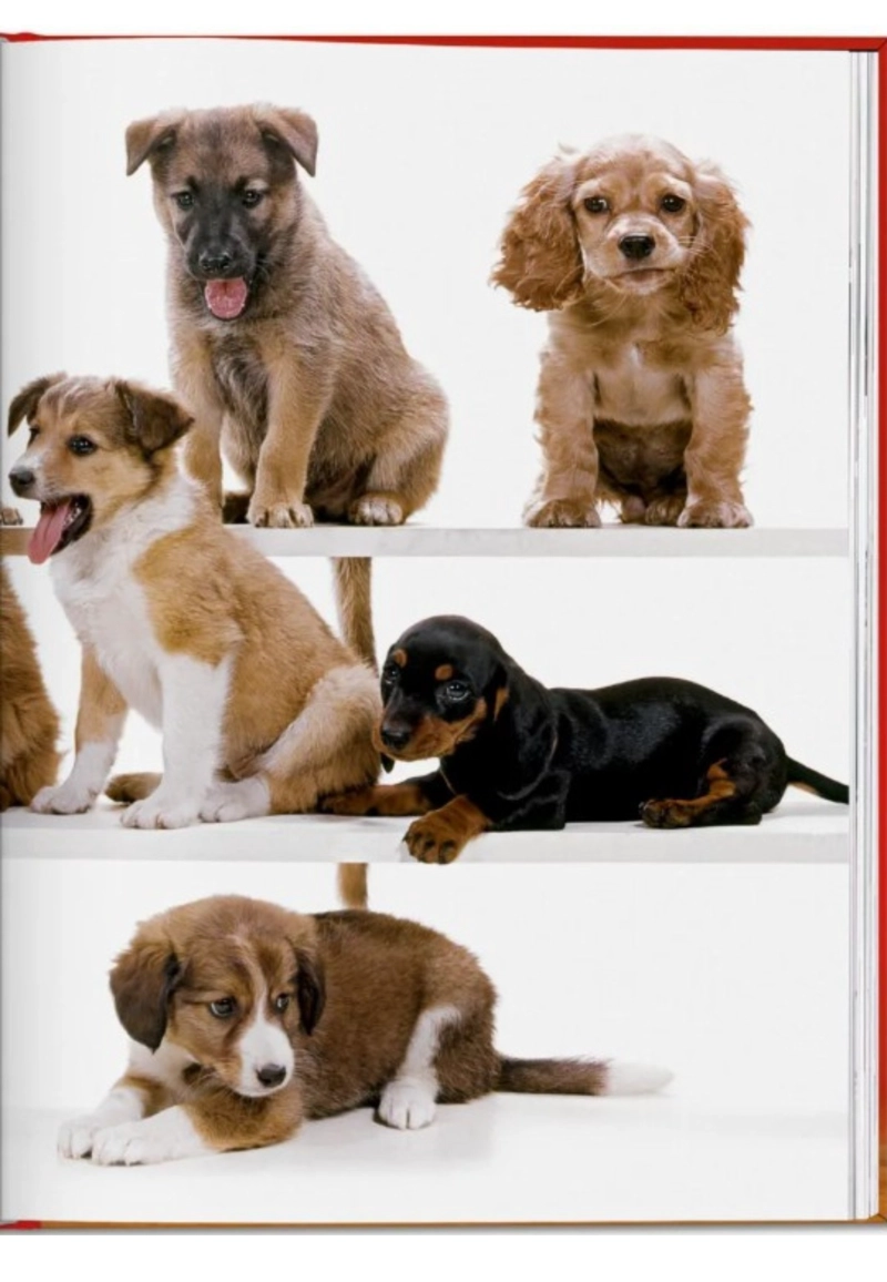 WALTER CHANDOHA. DOGS. PHOTOGRAPHS 1941–1991 - 3
