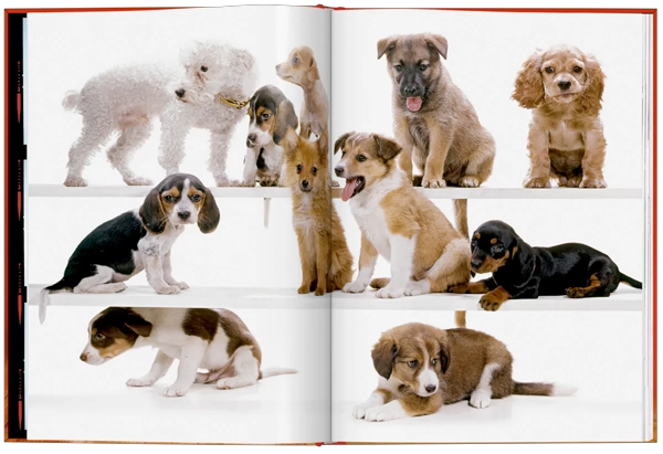 WALTER CHANDOHA. DOGS. PHOTOGRAPHS 1941–1991 - 7