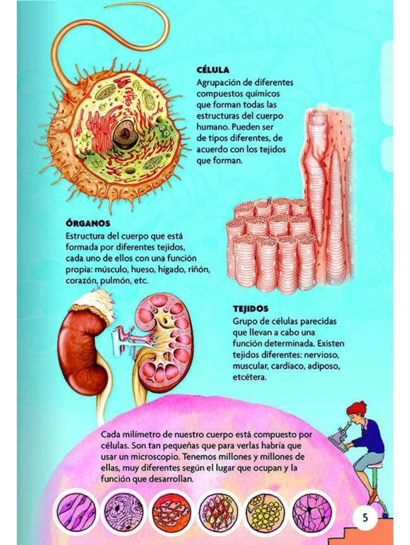 DESCUBRO Y JUEGO - EL CUERPO HUMANO - 4