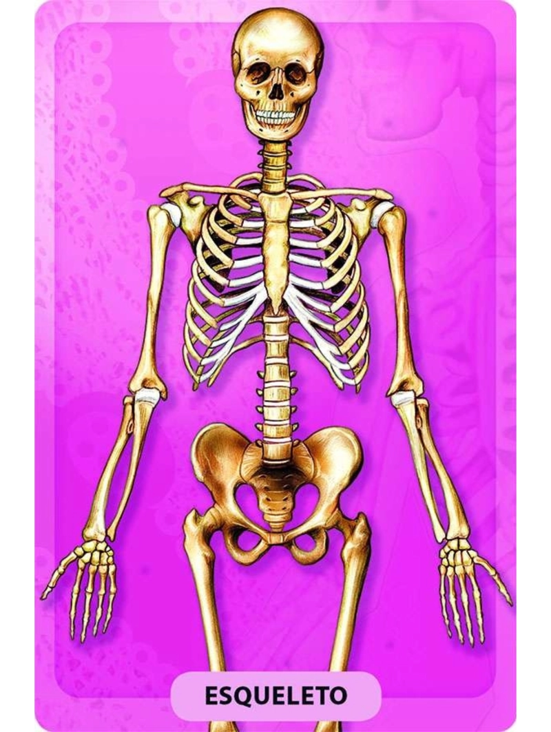 DESCUBRO Y JUEGO - EL CUERPO HUMANO - 5