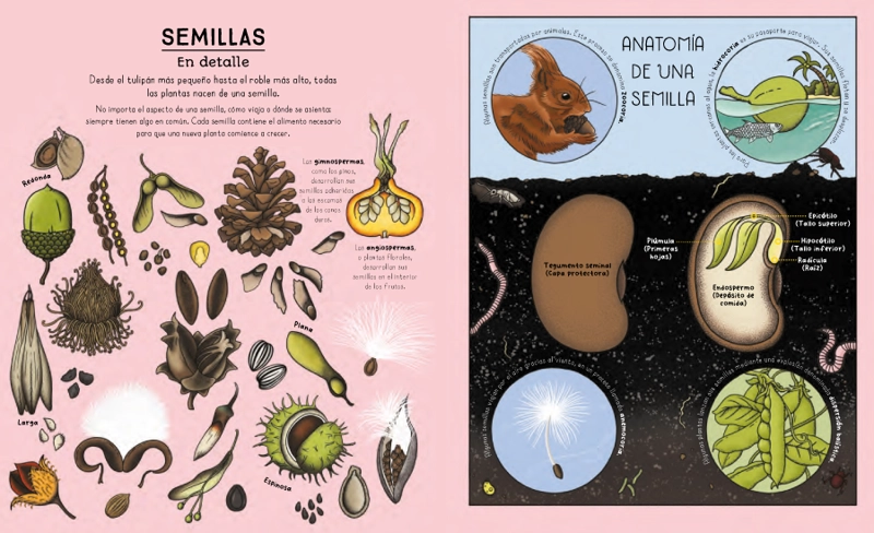 CICLOS DE LA NATURALEZA - 3
