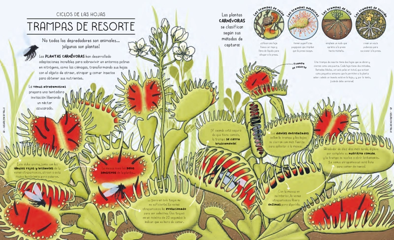 CICLOS DE LA NATURALEZA - 4
