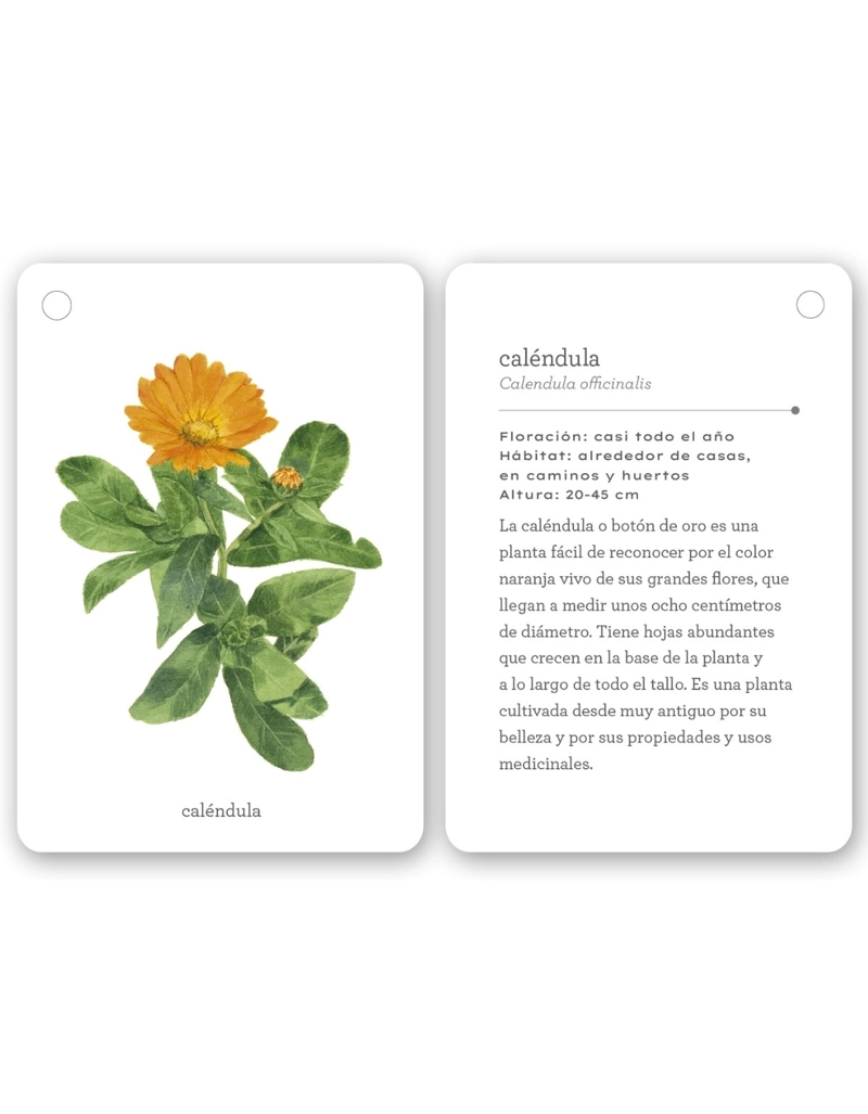 FIJATE: FLORES SILVESTRES - 5