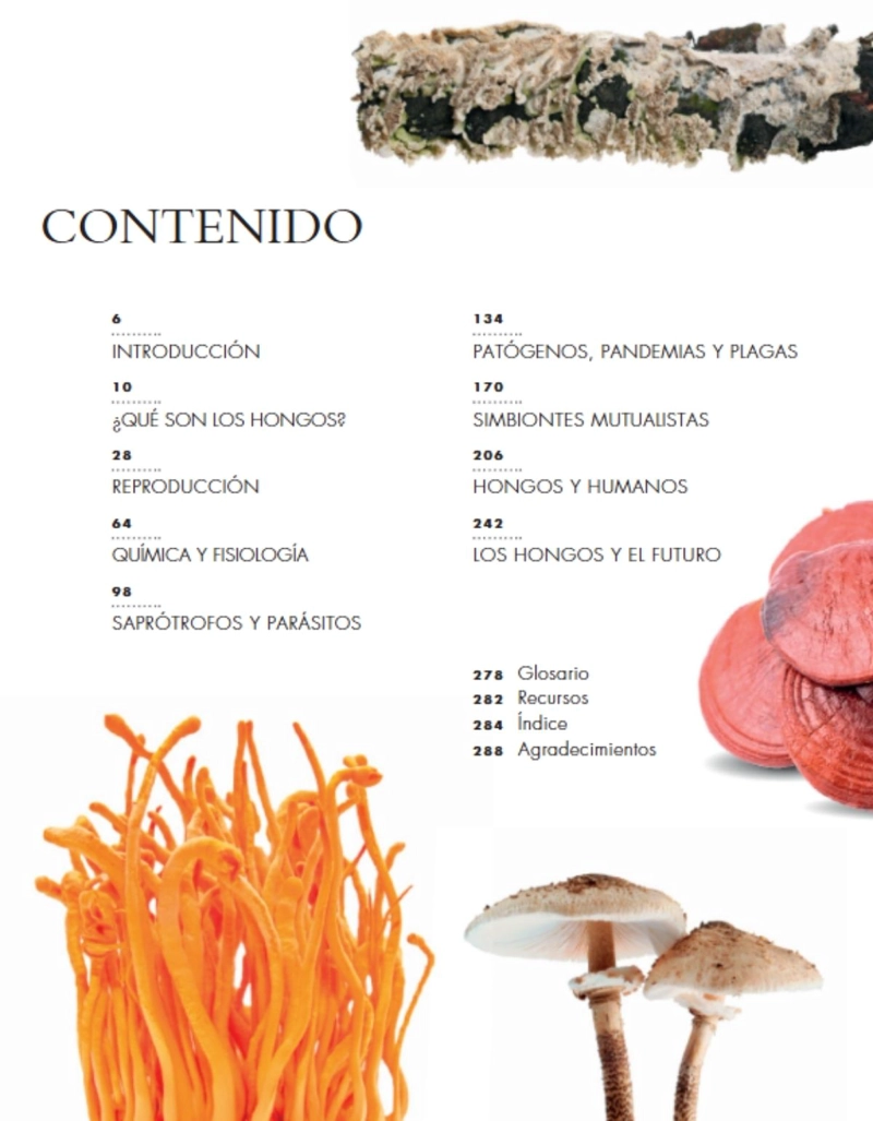 LA VIDA DE LOS HONGOS - 2