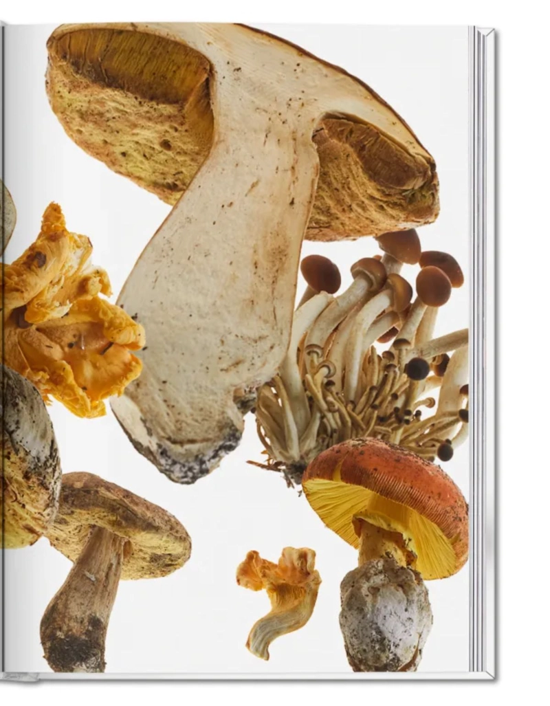 THE GOURMAND'S MUSHROOM. A COLLECTION OF STORIES AND RECIPES - 5