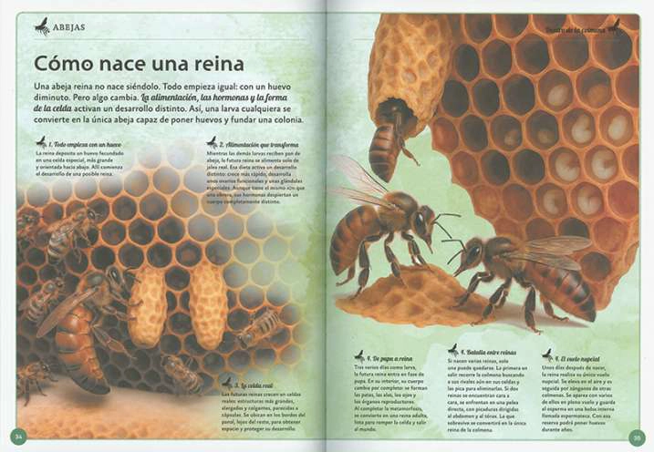 EL MAGNIFICO LIBRO DE LAS ABEJAS - 3