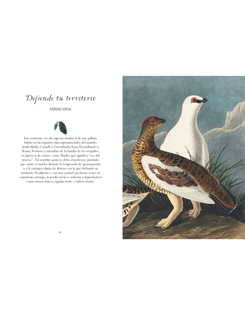 LA SABIDURIA DE LAS AVES - 2
