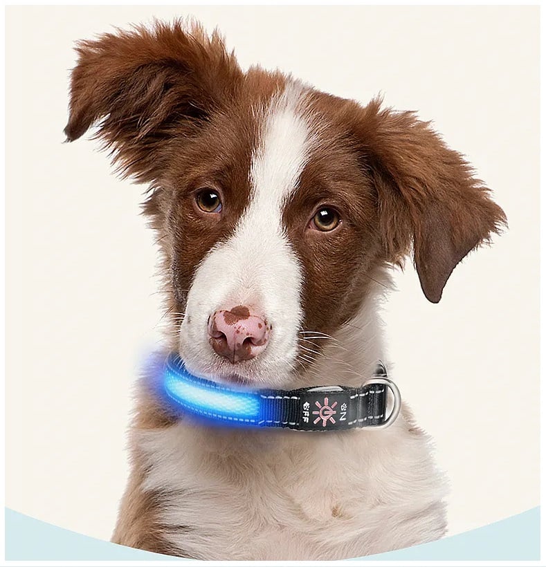 COLLAR PERROS GATOS SEGURIDAD LED RECARGABLE USB 3 MODOS ILUMINACION AZUL M - 1
