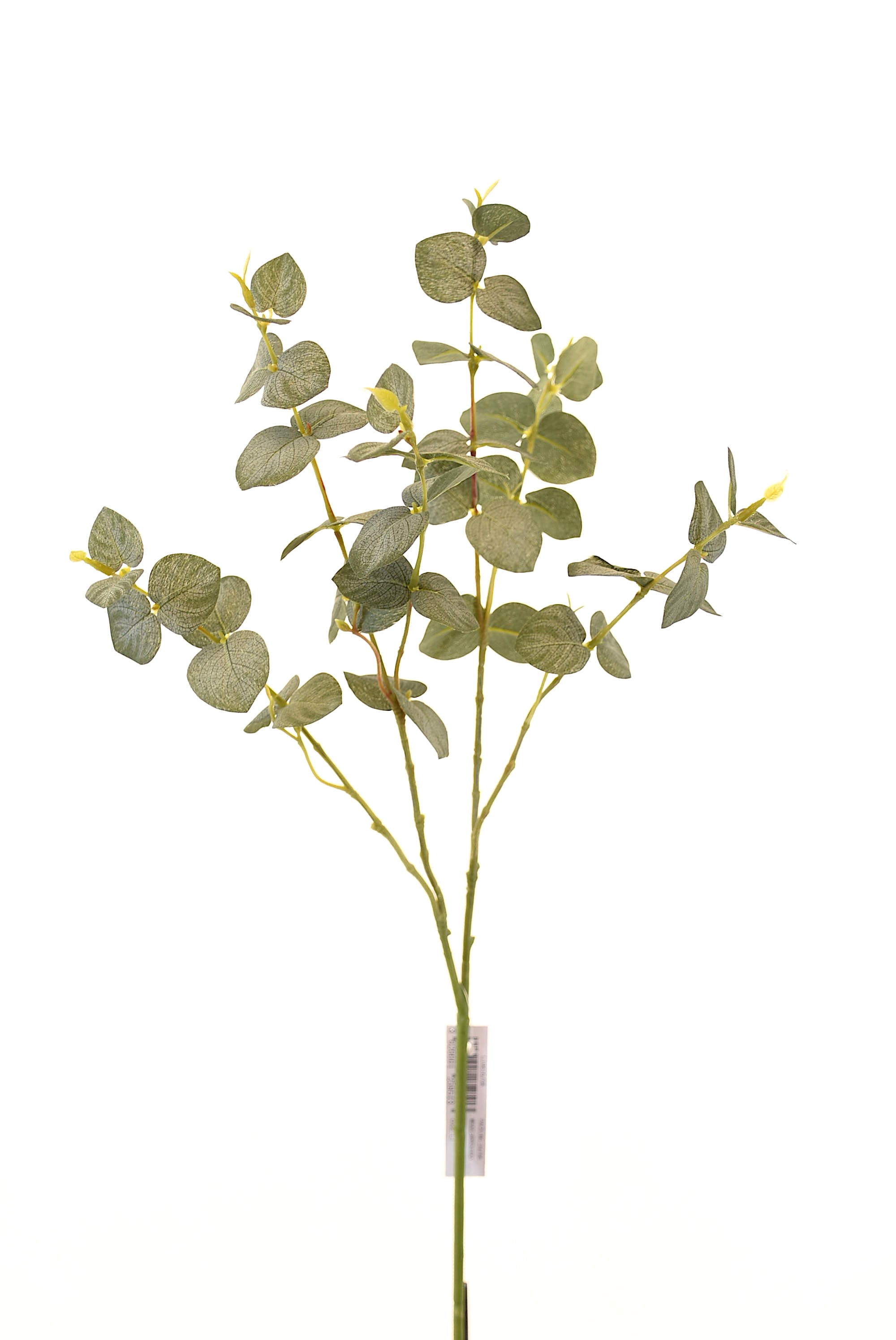 HOJA EUCALIPTO - 1