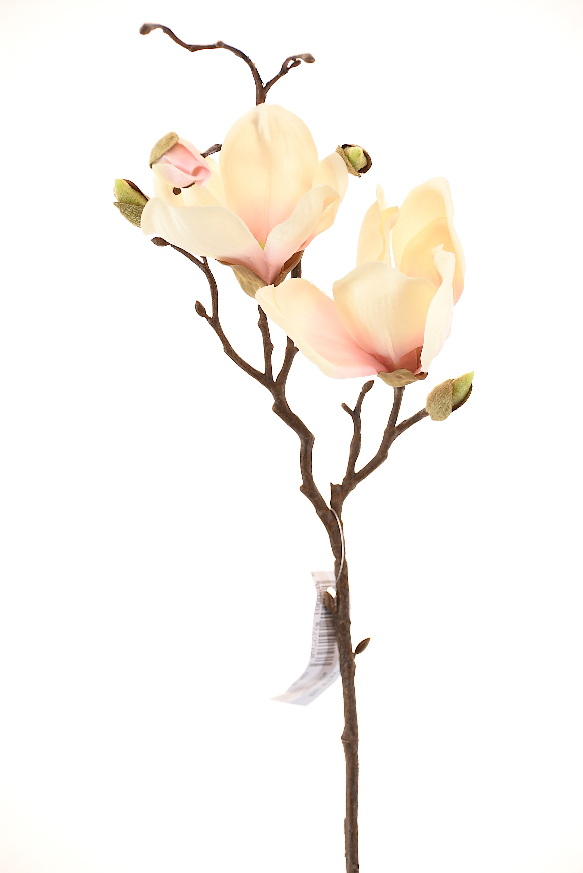 MAGNOLIO 50CM CRUDO - 1