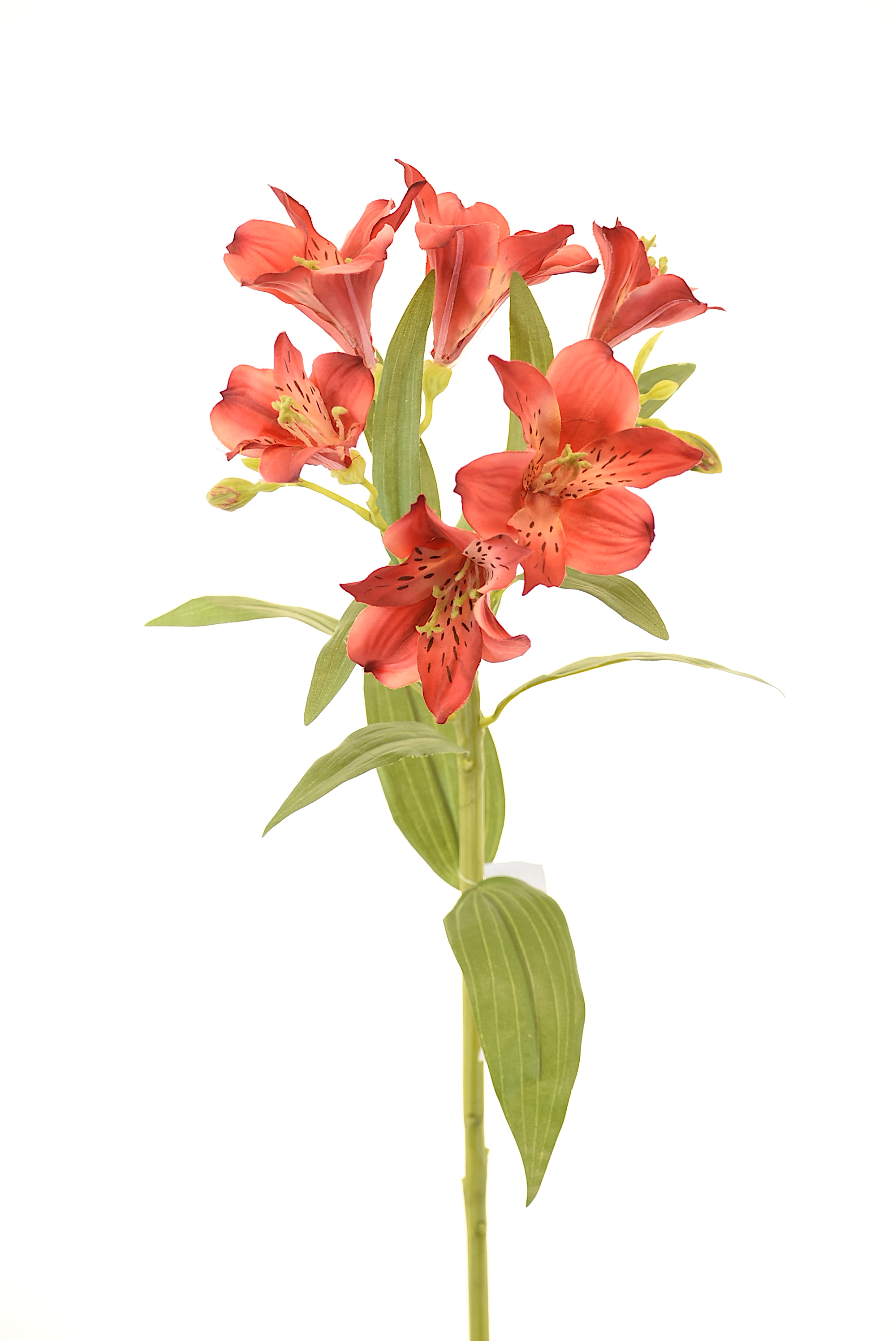 ASTROMELIA 63CM ROJO