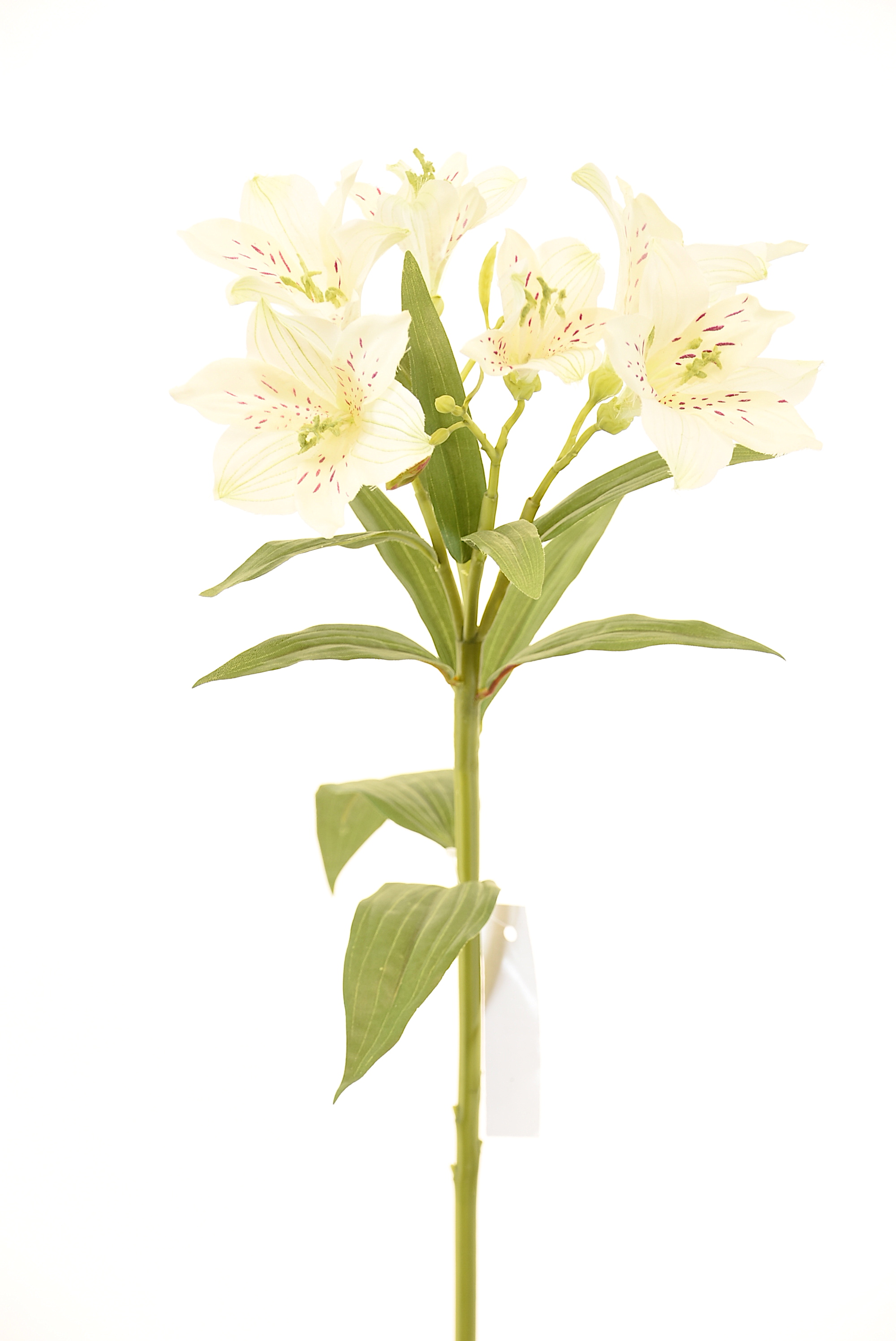 ASTROMELIA 63CM BLANCO - 1