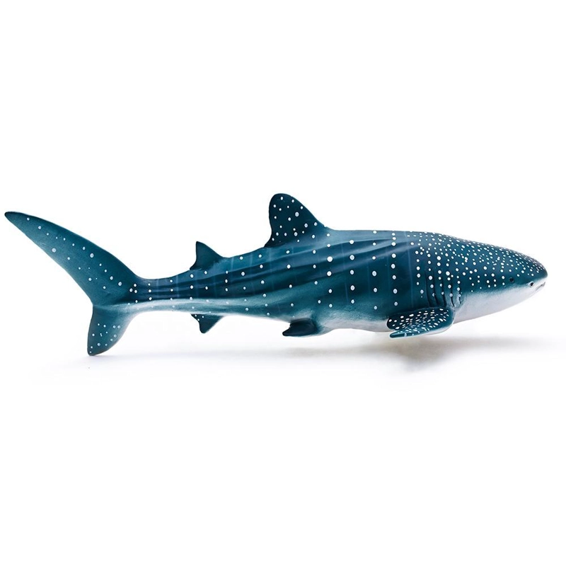 BALLENA RHINCODON TYPUS RECUR - 1