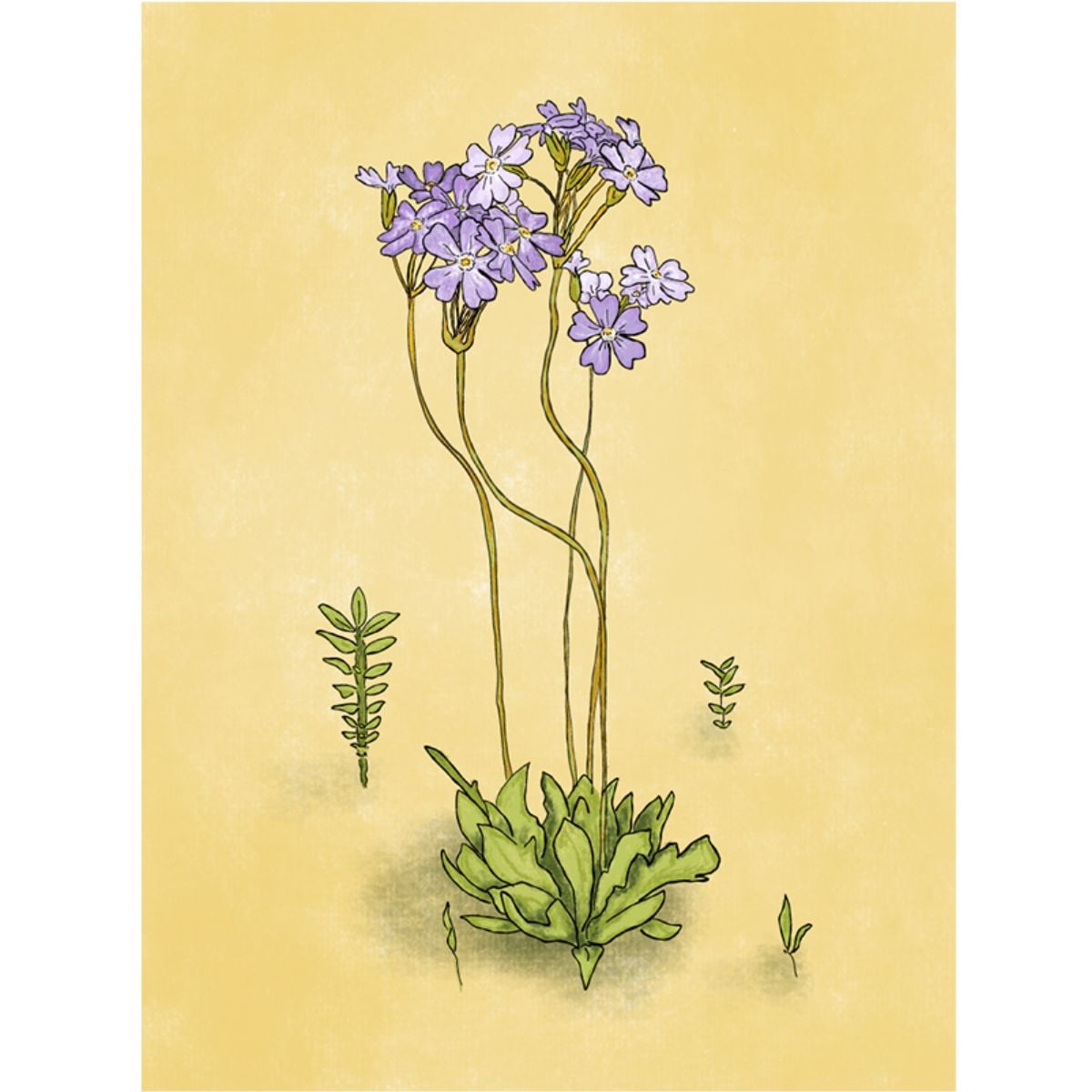 LIBRO DESIERTO EN FLOR VERONICA BAZAN - 2