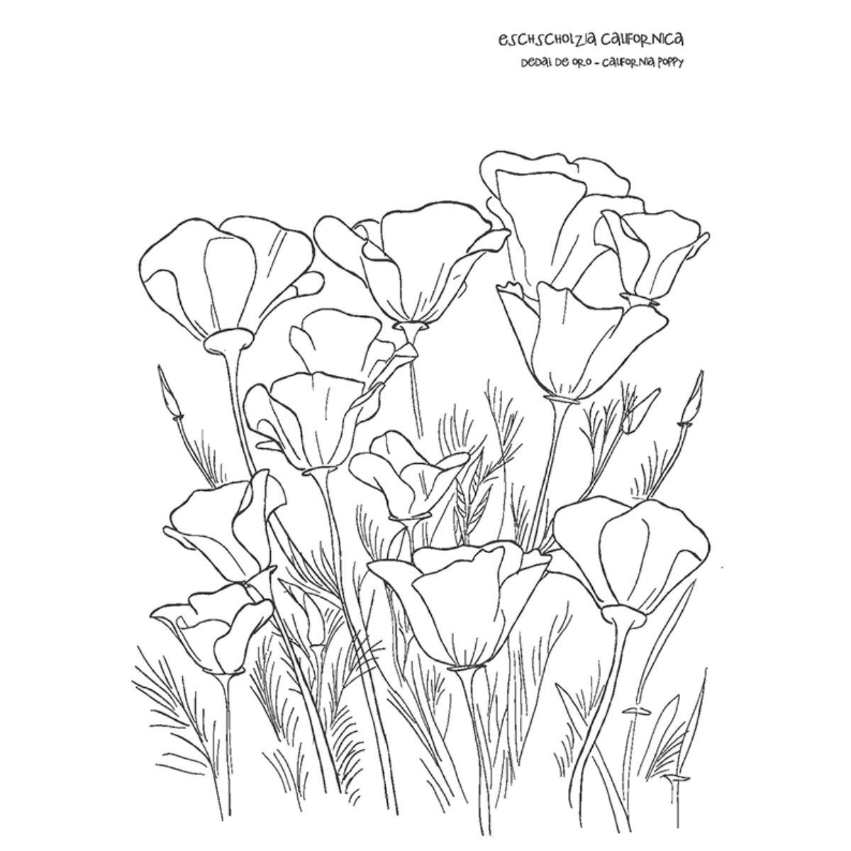 LIBRO DESIERTO EN FLOR VERONICA BAZAN - 3