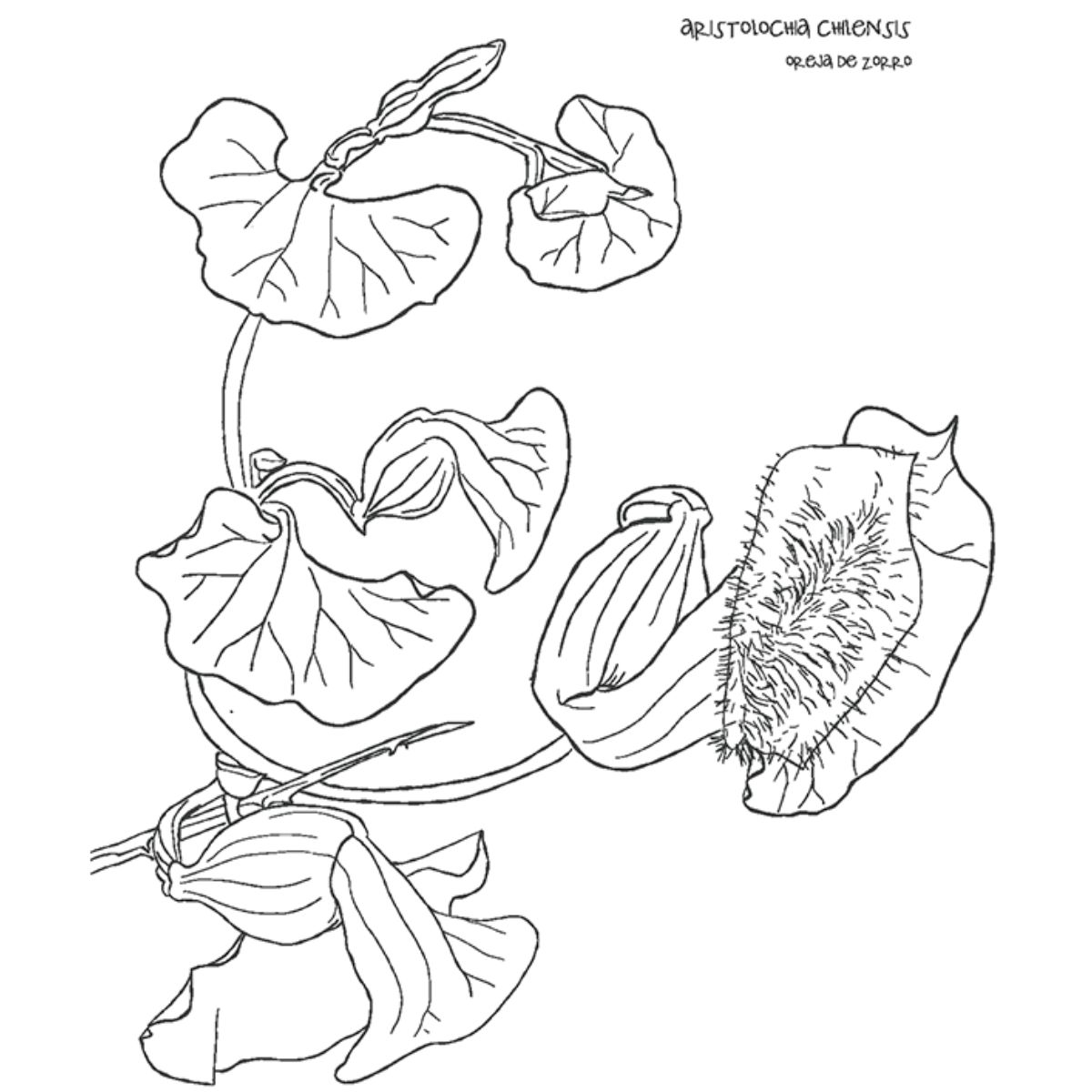 LIBRO DESIERTO EN FLOR VERONICA BAZAN - 5