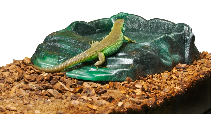 PLATO PARA REPTIL REPTI RAMP - 2