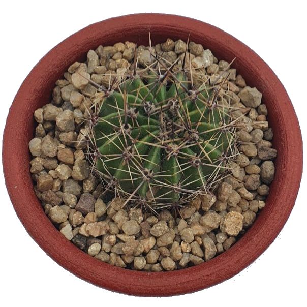 FULLGUET DECORATIVO - 2