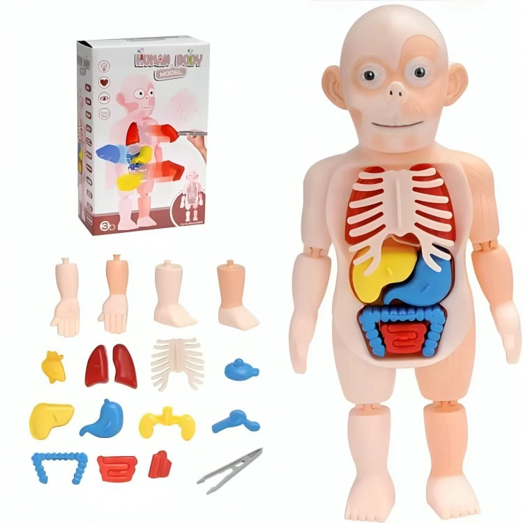 MODELO ANATOMICO CUERPO HUMANO ARMABLE JUGUETE CIENTIFICO - 2