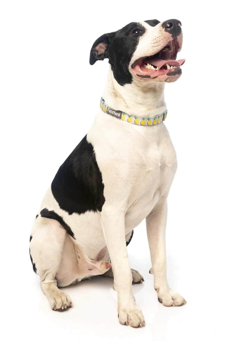 COLLAR PERROS FUZZYARD PIÑA COLADA S (25-32 CM) - 2
