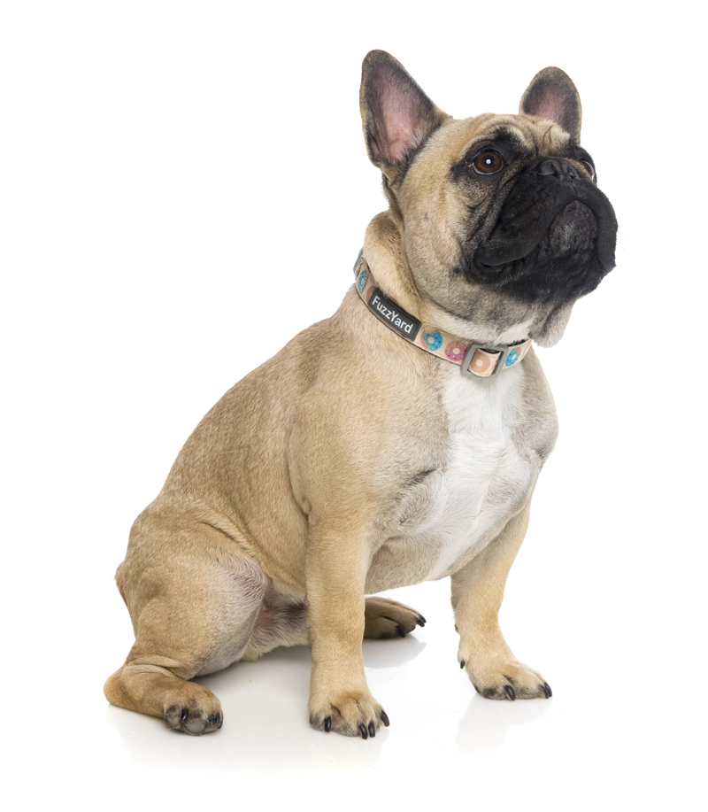 COLLAR PERROS FUZZYARD GO NUTS L (50-65 CM) - 2