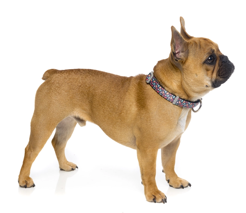 COLLAR PERROS FUZZYARD RAD L (50-65 CM) - 2