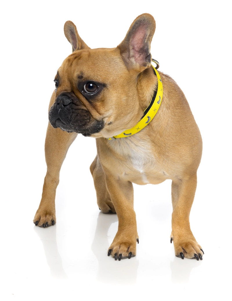 COLLAR PERROS FUZZYARD MONKEY MANIA M (32-50 CM) - 2