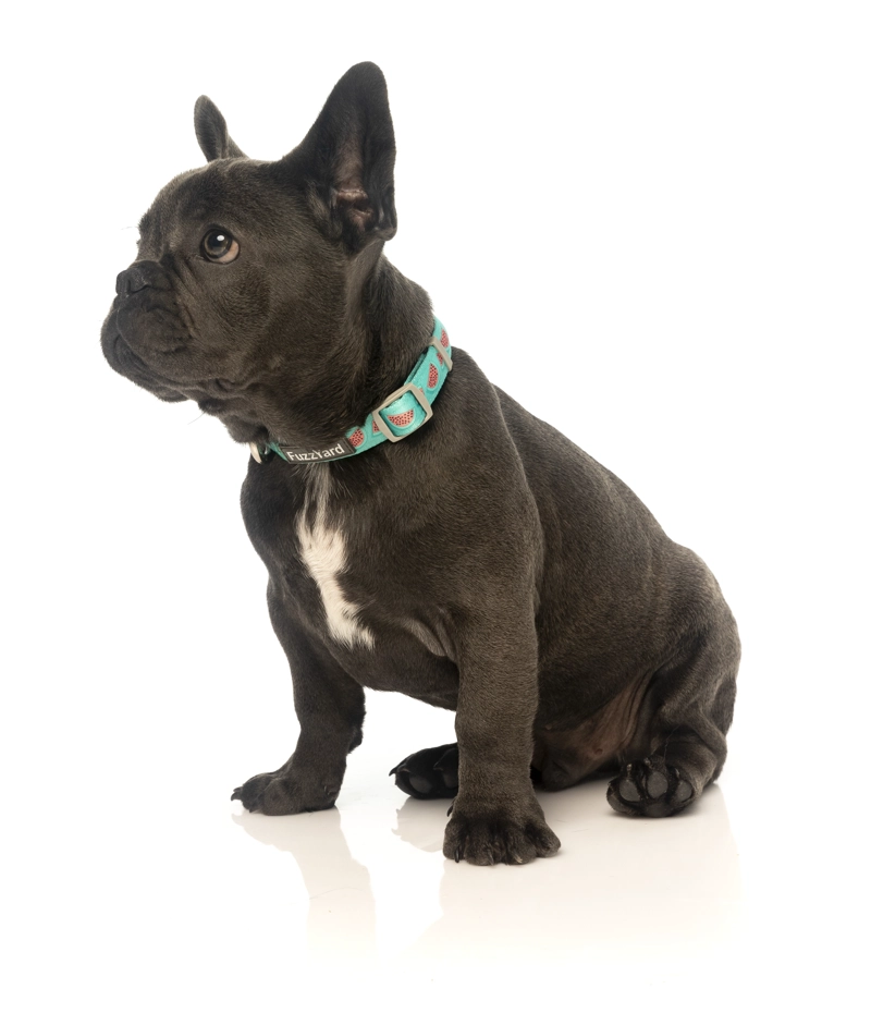 COLLAR PERROS FUZZYARD SUMMER PUNCH L (50-65 CM) - 2
