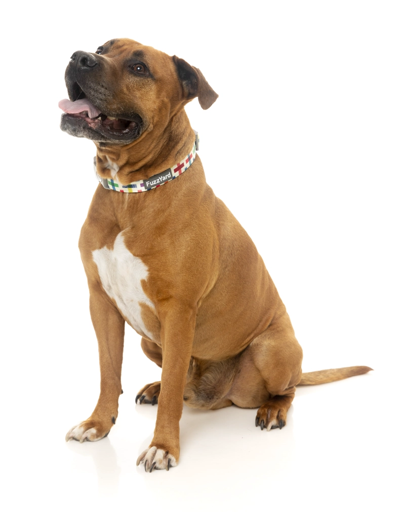 COLLAR PERROS FUZZYARD JENGA M (32-50 CM) - 2