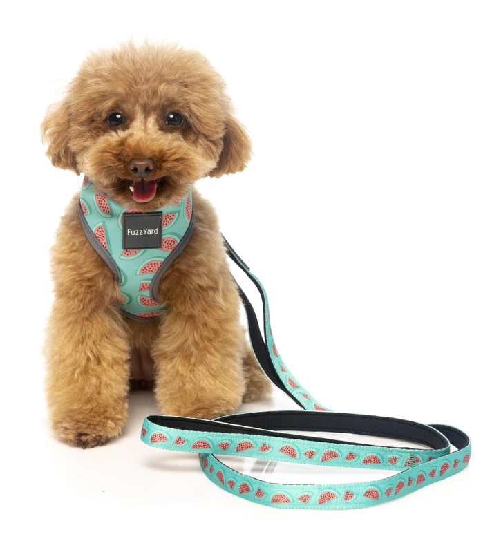 CORREA PERROS SUMMER PUNCH 1.4 MT FUZZYARD - 2