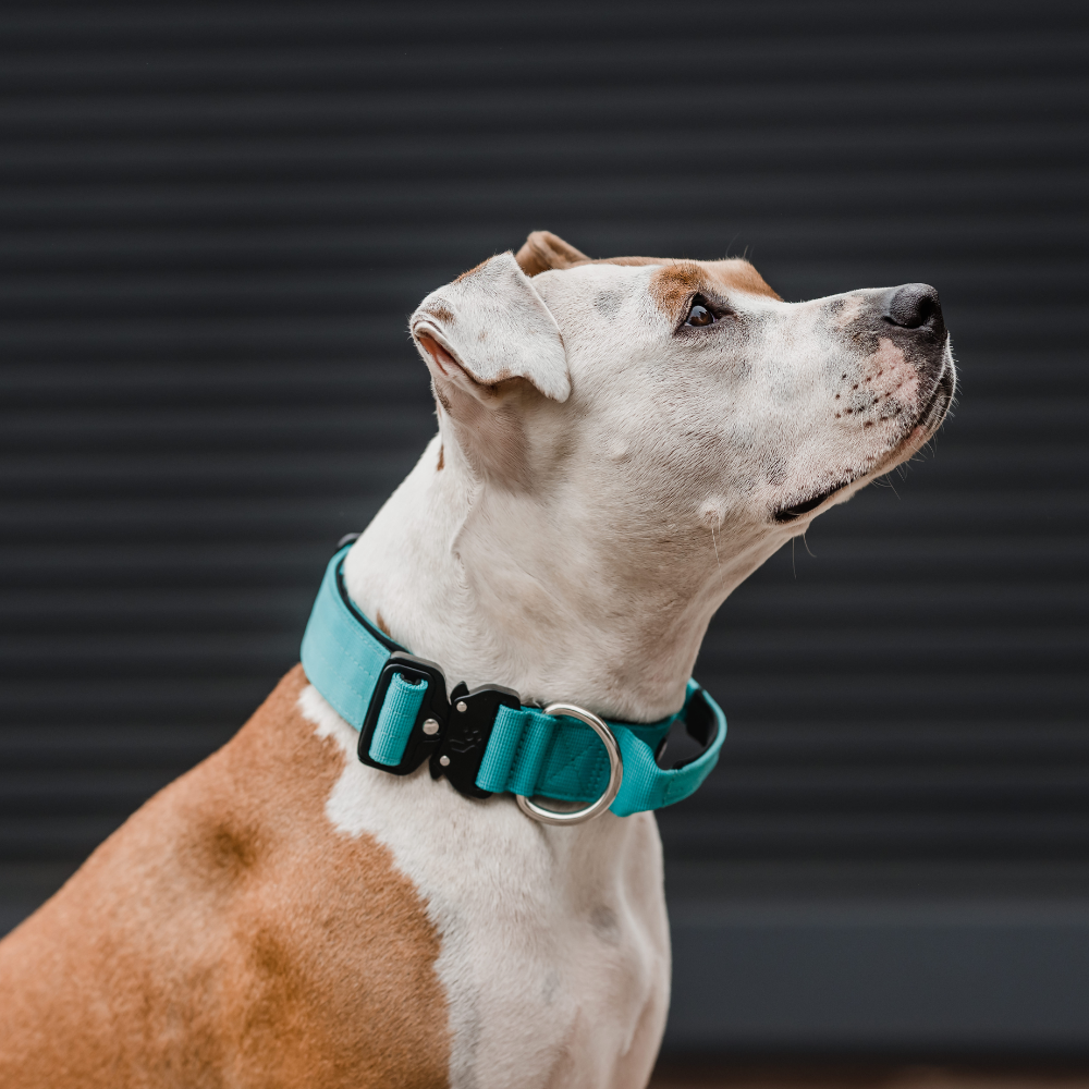 COLLAR COMBAT 4 CM PARA PERROS  STREET DOGS TURQUOISE L - 4