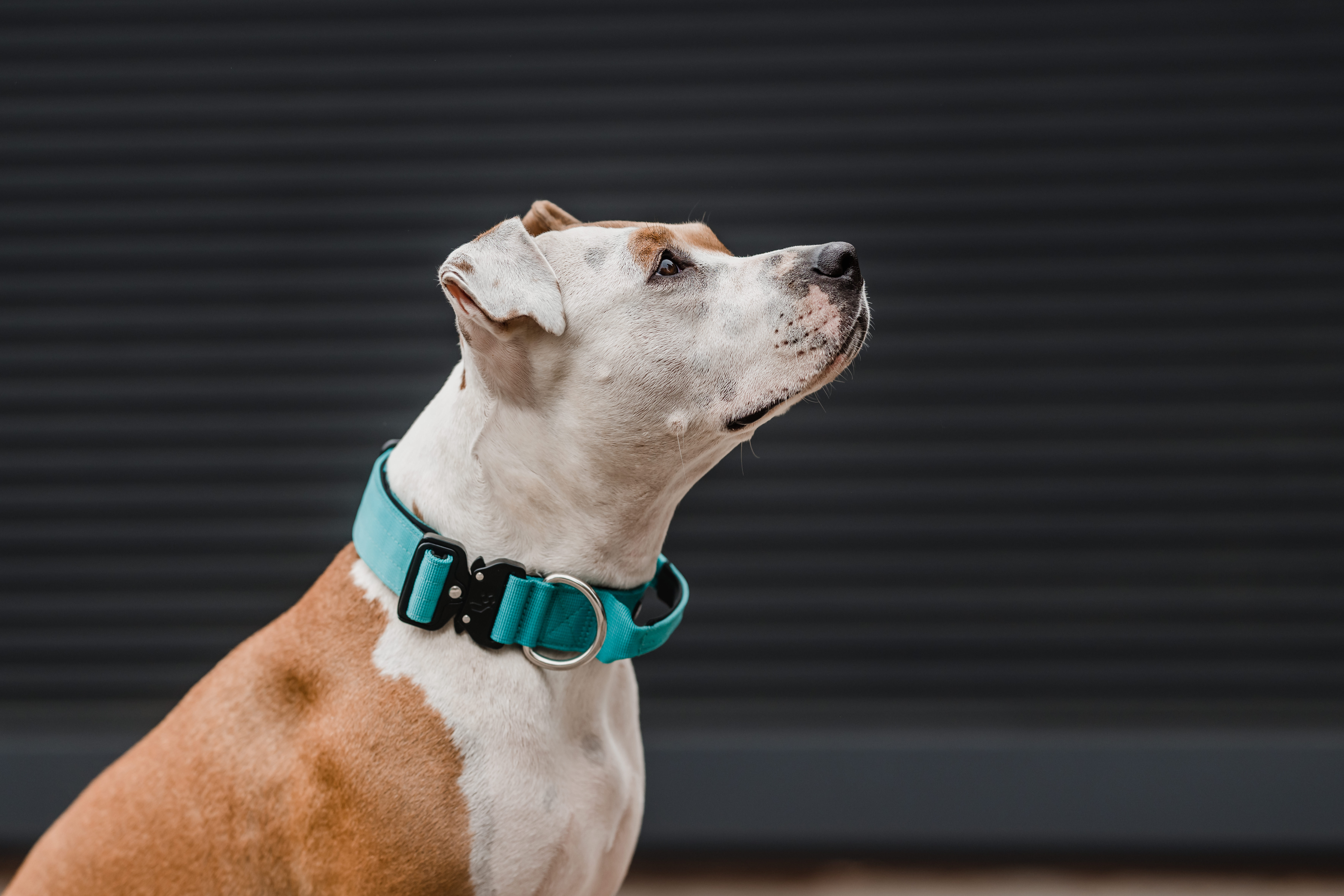COLLAR COMBAT 4 CM PARA PERROS  STREET DOGS TURQUOISE L - 5