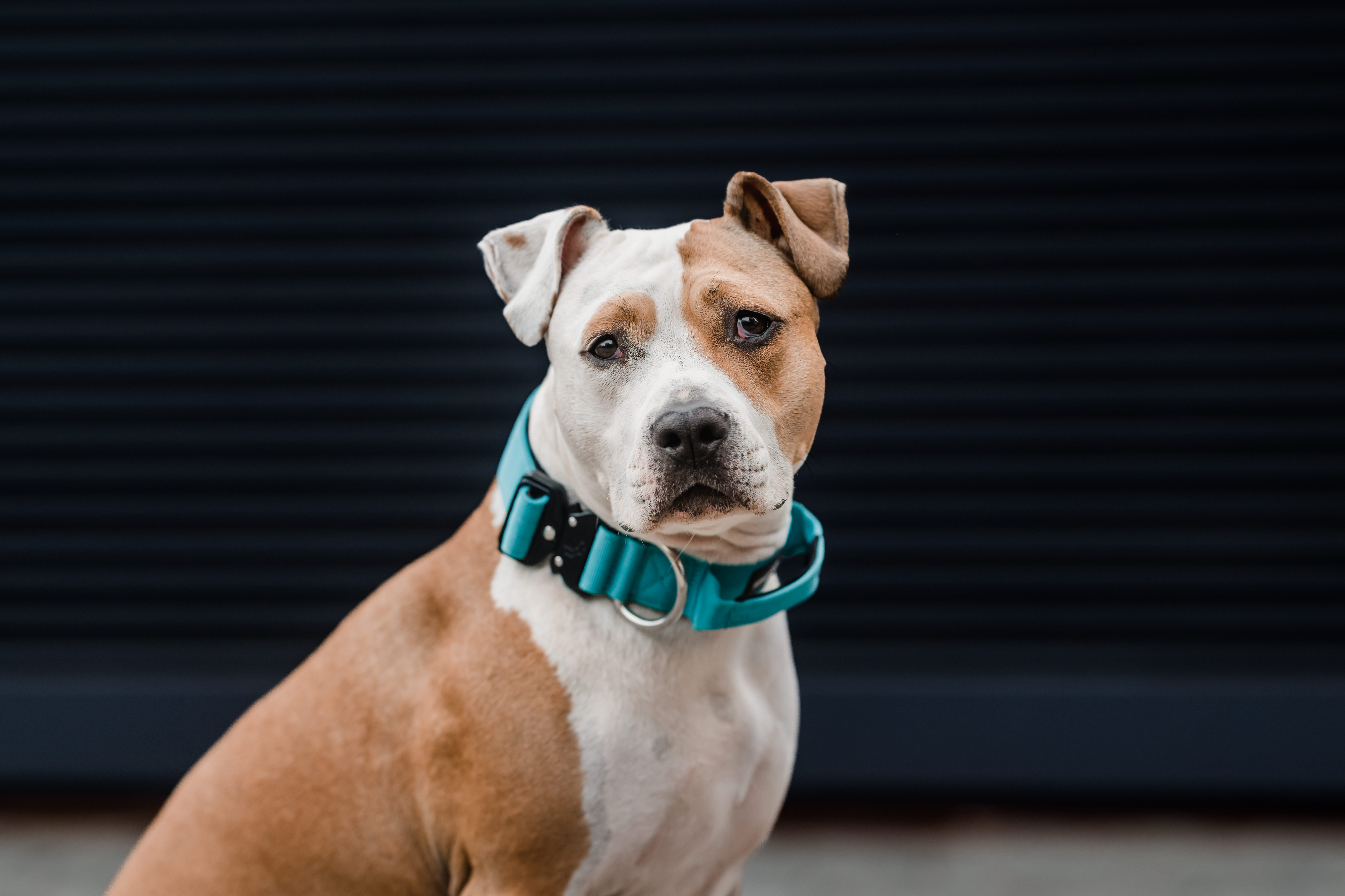 COLLAR COMBAT 4 CM PARA PERROS  STREET DOGS TURQUOISE L - 6