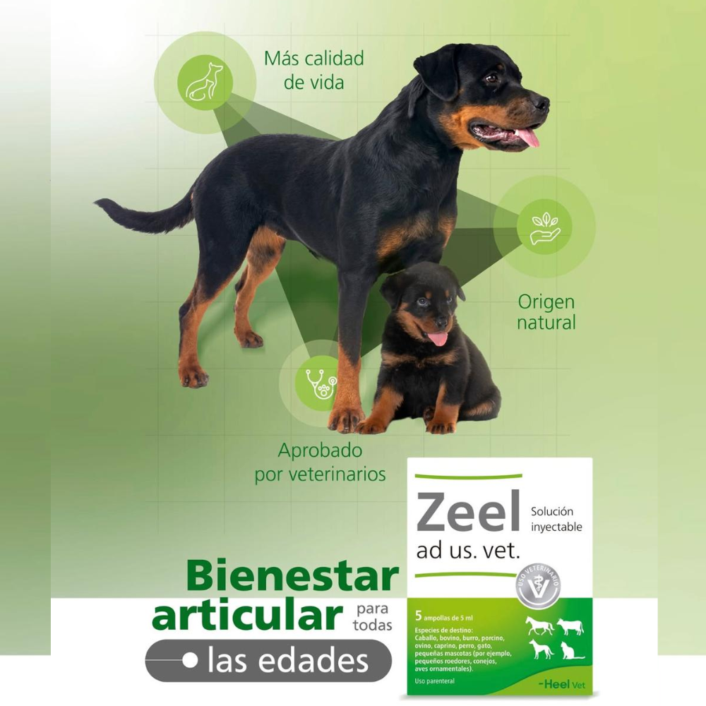 ZEEL DE HEEL 100 COMPRIMIDOS - 2