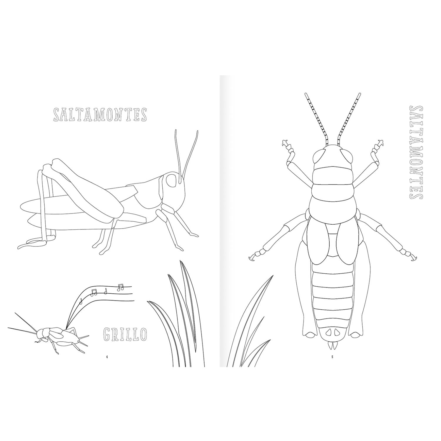 LIBRO INSECTOPINTA - 2
