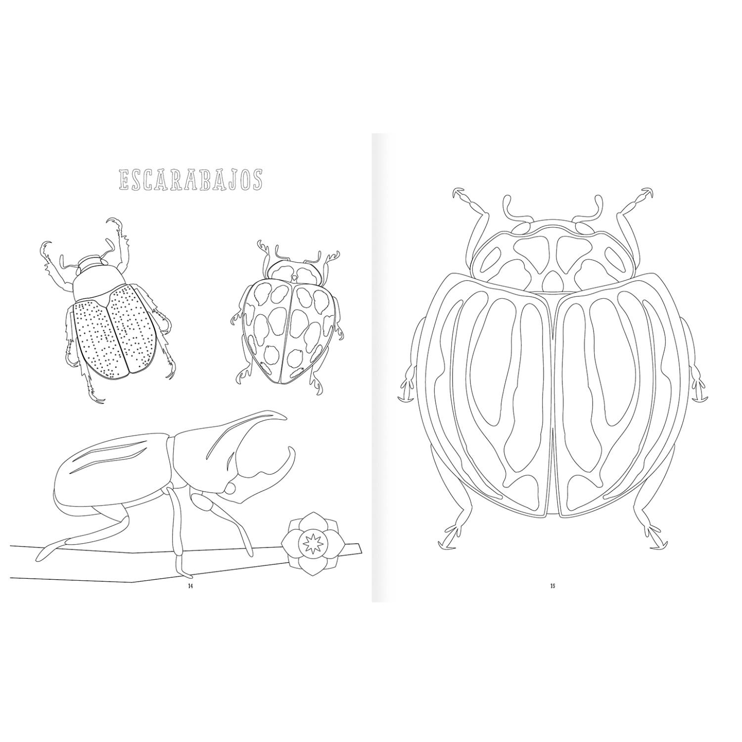 LIBRO INSECTOPINTA - 4