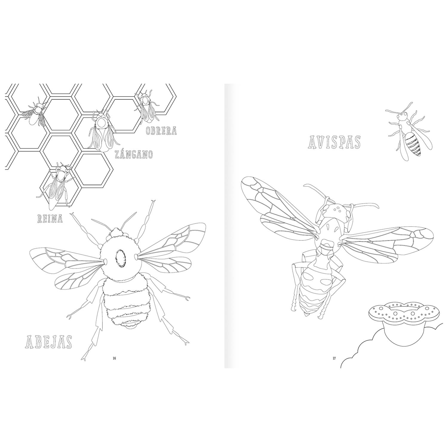 LIBRO INSECTOPINTA - 5