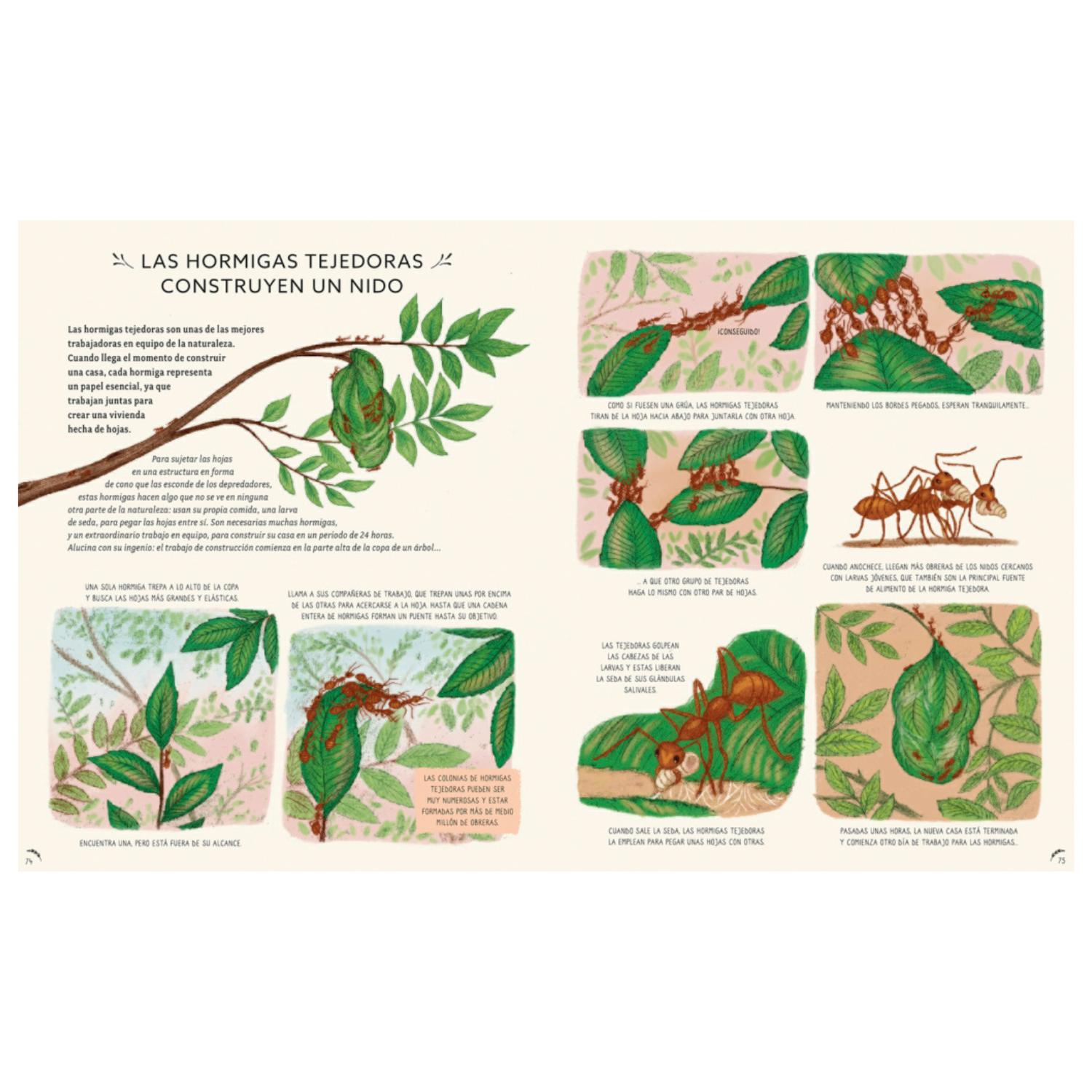 LIBRO CON CALMA - 50 HISTORIAS DE LA NATURALEZA - 2