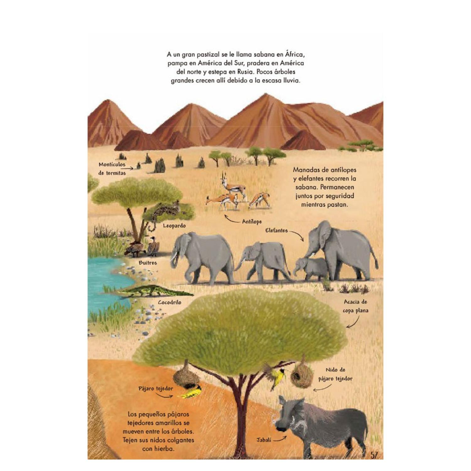 MI PRIMER LIBRO DE LA NATURALEZA - 8