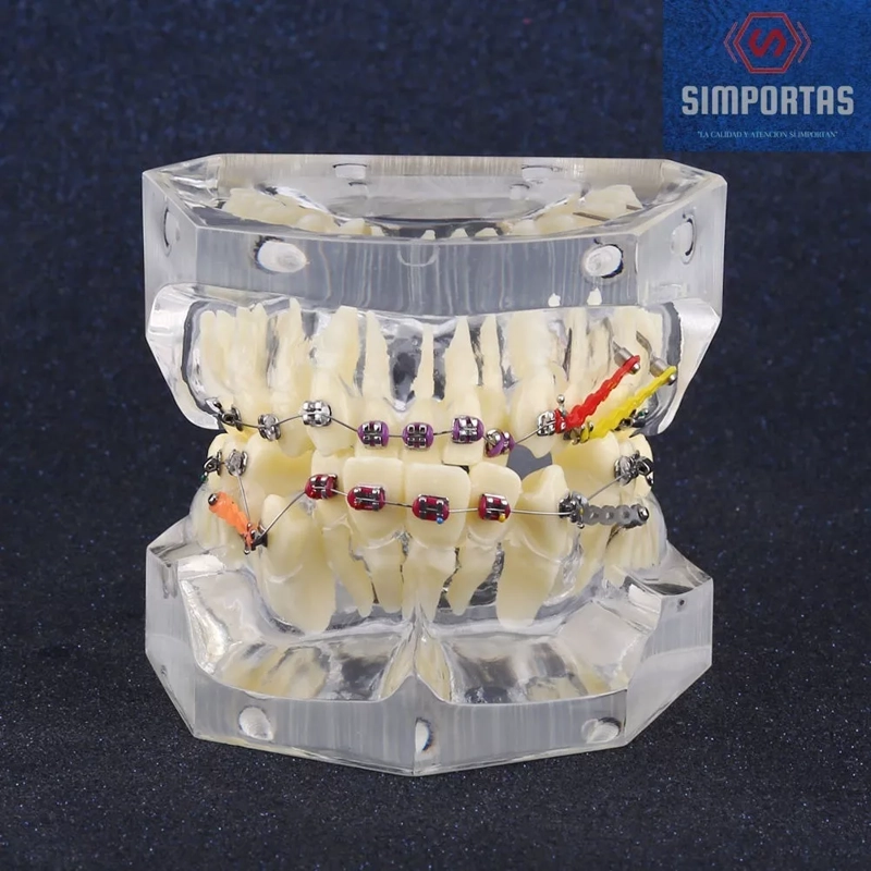 MODELO DENTAL ORTODONCIA BRACKETS ACRILICO CON ADM SANTIAGO - 1