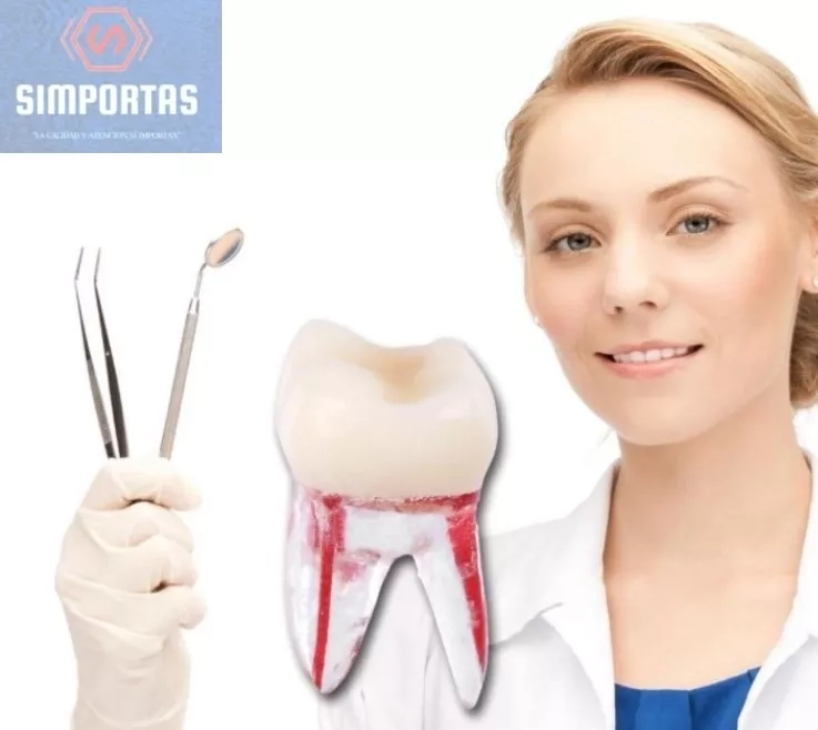 MOLAR PARA PRACTICA ENDODONCIA ENSEÑANZA SANTIAGO - 1