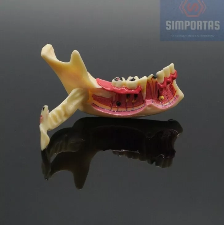 MODELO DENTAL HEMIMANDIBULA DESMONTABLE ENSEÑANZA SANTIAGO - 1