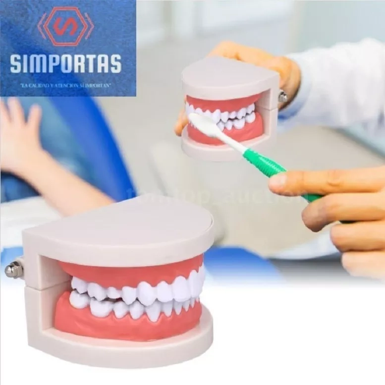MODELO DENTAL ARCADA PARA ENSEÑANZA Y ESTUDIO SANTIAGO - 1