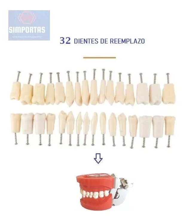 DIENTES PARA MODELO NISSIN TIPODONTO 32 PIEZAS DESMONTABLES - 1
