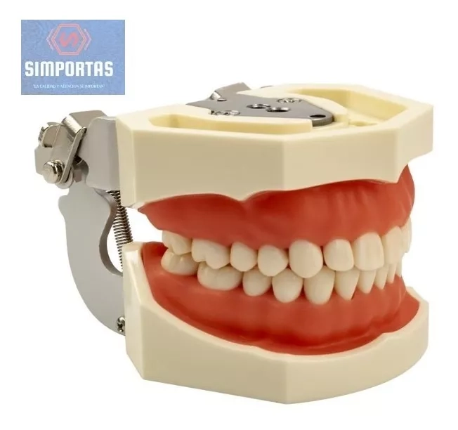 MODELO ARCADA DENTAL TIPO NISSIN ENCIA BLANDA 28 PIEZAS STGO - 1