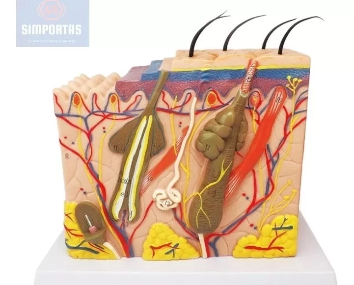 PIEL Y PELO HUMANO MODELO ANATOMICO 35 VECES AUMENTO STGO. - 1